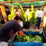 Huánuco: Devida invierte S/3.1 millones en Castillo Grande para mejorar acuicultura y producción bananera
