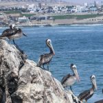 Serfor reconoce primer ecosistema frágil de punta rocosa en el Perú