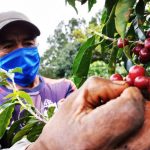 Socializan criterios en beneficio de la cadena de valor del café en San Martín
