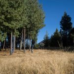 Minagri aprobó Plan Nacional de Investigación Forestal y de Fauna Silvestre