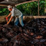 Tocache: Capacitan en manejo y mitigación ambiental en cultivo de cacao