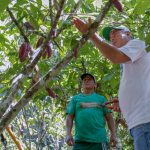 Loreto: Lanzan proyecto de mejoramiento de cacao en beneficio de 250 familias