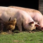 Resistencia a los antimicrobianos afectaría bienestar de millones de personas