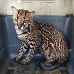 Ucayali: Liberan animales silvestre rescatados del tráfico ilegal