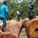 Ucayali: Comunidades nativas se beneficiarán con madera intervenida