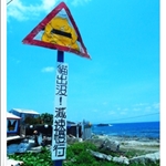 人魚與貓1.JPG