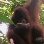 14. Sumatra - Orang-utan.JPG