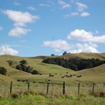 des collines vallonées avec des vaches