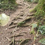 加里山 (39).JPG