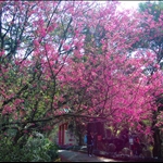 20100130 嘉道理賞櫻登大帽 Kadoorie Farm to Tai Mo Shan