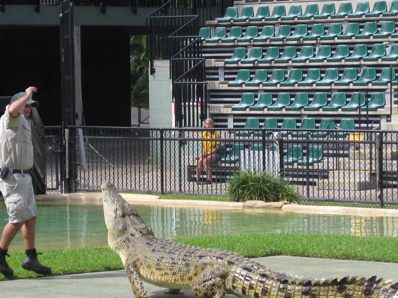 Croc jumping for its food