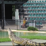 Croc jumping for its food