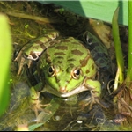 .. and other creatures.