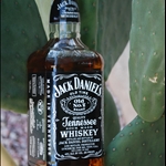 Jack in an Arizona Cactus