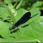 ... ubiquitous blue dragonflies....
