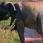 Baby elephant on the run