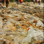 20061119 On the Jurassic Shore of Lai Chi Chong 荔枝莊的侏羅紀石灘