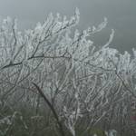 霧淞 (27).JPG