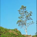 DSC_2009.jpg