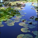 Reflection Pond in the Botanic Garden