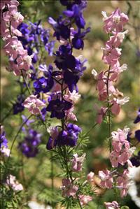 IMG_4654resized.JPG