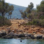 Goat Island