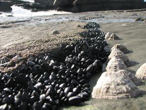 Reminds me a little bit of Oceanside, OR