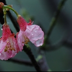 鐘花櫻桃 (山櫻花) Cerasus campanulata (Taiwan Cherry)