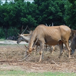 DSC_5833.jpg