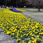 Pansy