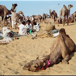 Pushkar camel fair  nov99