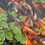 give some food to goldfish