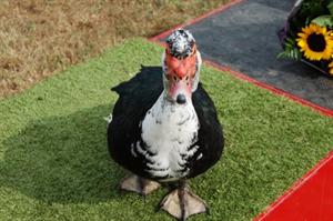 Donald 2009 R.I.P fotomodel!