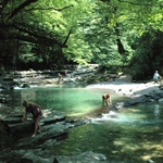 Korita