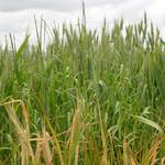 Farm_Walpole08.JPG