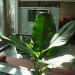 DSC07460.JPG