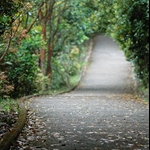 港島徑第二段 (薄扶林水塘道) Hong Kong Trail Stage 2