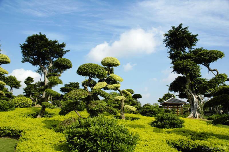 Ancient Wood古木