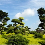 Ancient Wood古木