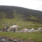 Moel Famau