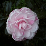 DSC00034.JPG