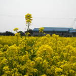 2012春遊濟州_三月油菜花