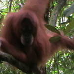 15. Sumatra - Orang-utan.JPG