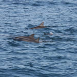 Spinner Dolphins