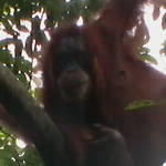 5. Sumatra - Orang-utan.JPG