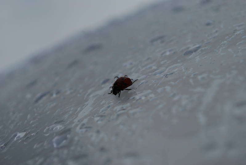 Ladybug