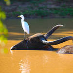 Hitiching a ride