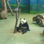 20091229台北市立動物園的熊貓  Panda in Taipei Zoo