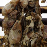 fish heads