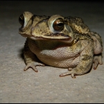 frog 043.jpg